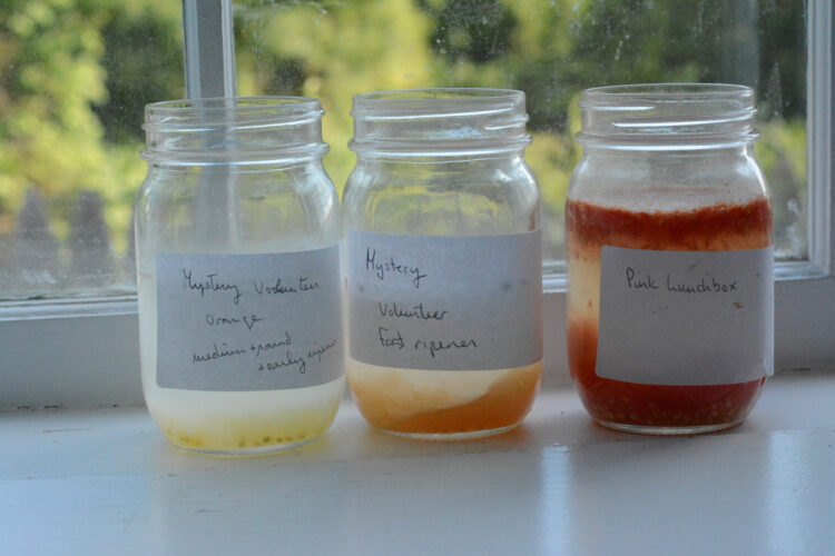 How to Save Seeds From Tomatoes